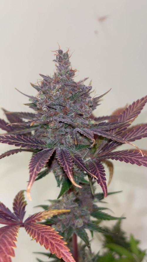Black muffin F1. Sweetseeds
