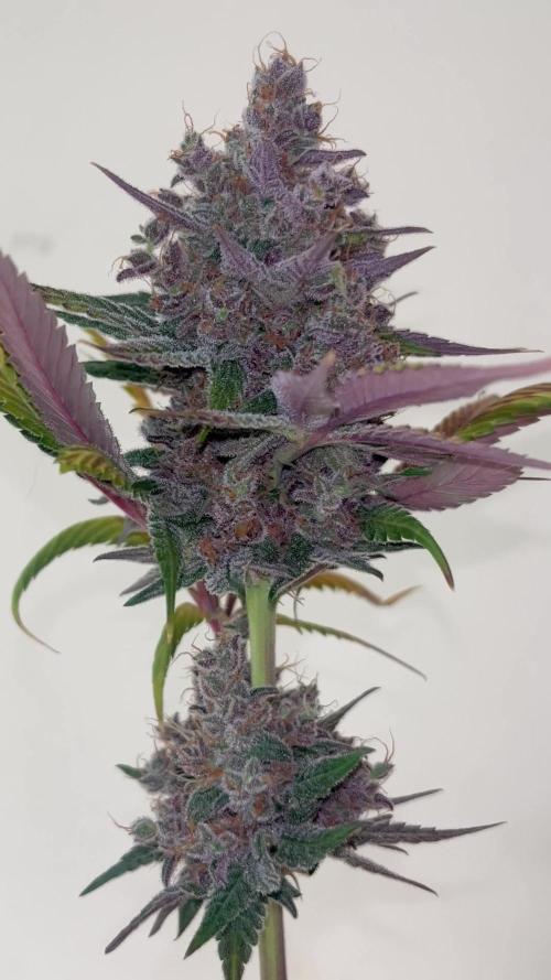 Black muffin F1. Sweetseeds