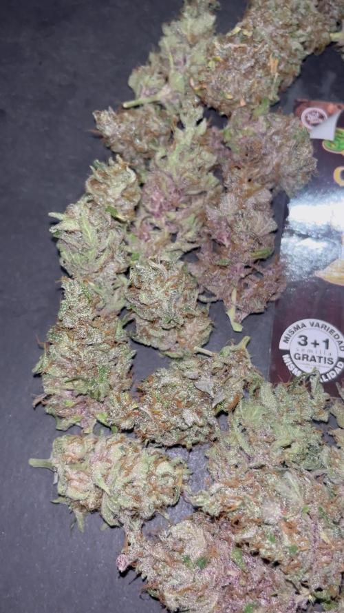 Black muffin F1. Sweetseeds