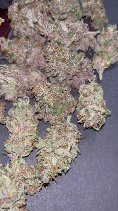 Black muffin F1. Sweetseeds