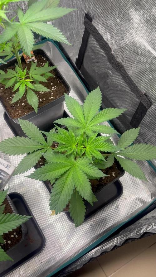 Forbidden Mochi fast. Seedstockers