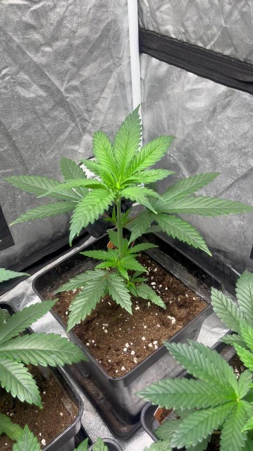Sagrada Amnesia. Seedstockers
