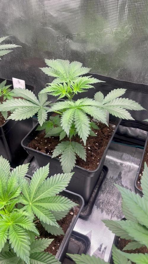 Black Rainbow. Seedstockers