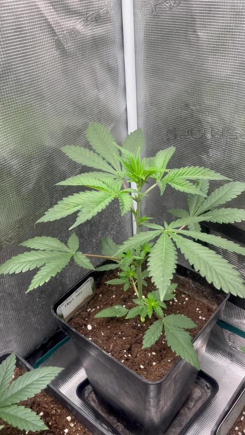 Fruit Cake. Seedstockers