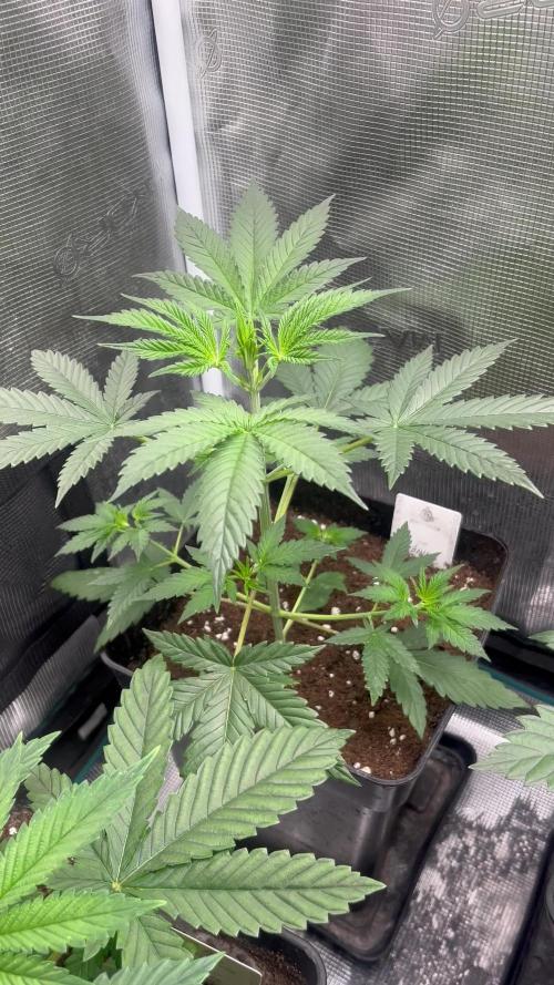 Thunder Banana. Seedstockers