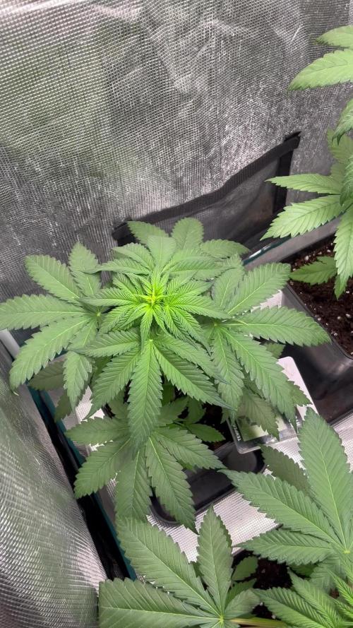 Forbidden Mochi fast. Seedstockers