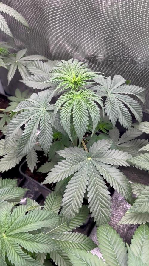 Black Rainbow. Seedstockers