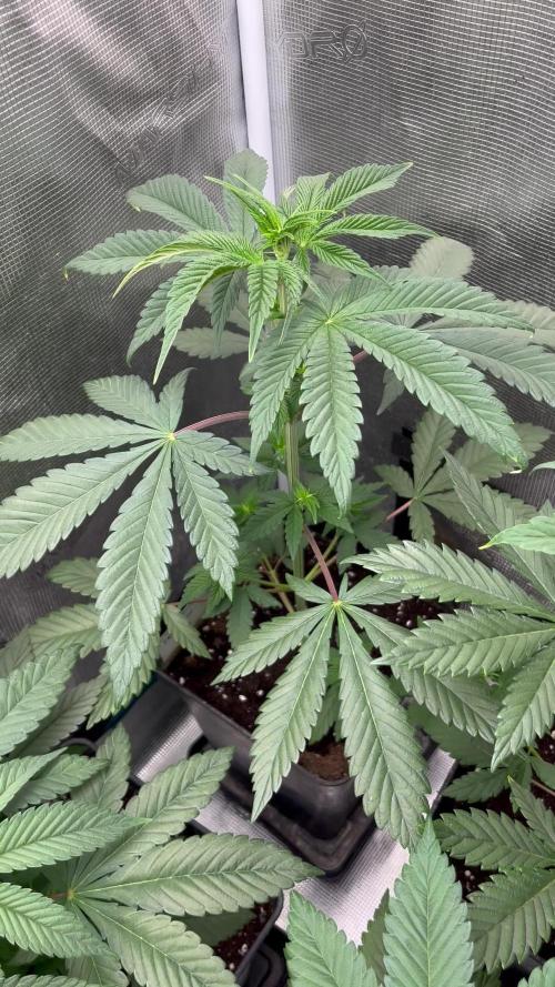 Fruit Cake. Seedstockers