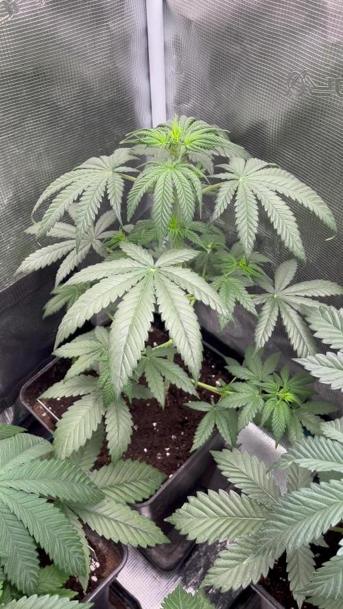 Thunder Banana. Seedstockers