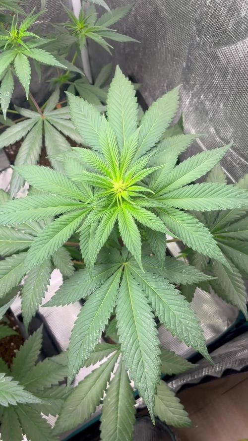 Forbidden Mochi fast. Seedstockers