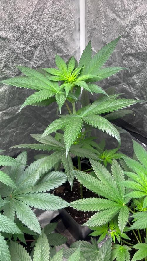 Sagrada Amnesia. Seedstockers