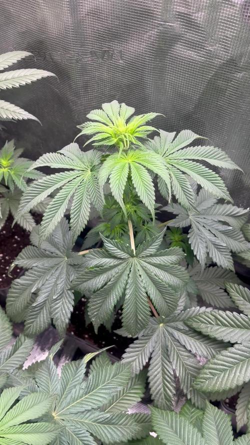 Black Rainbow. Seedstockers