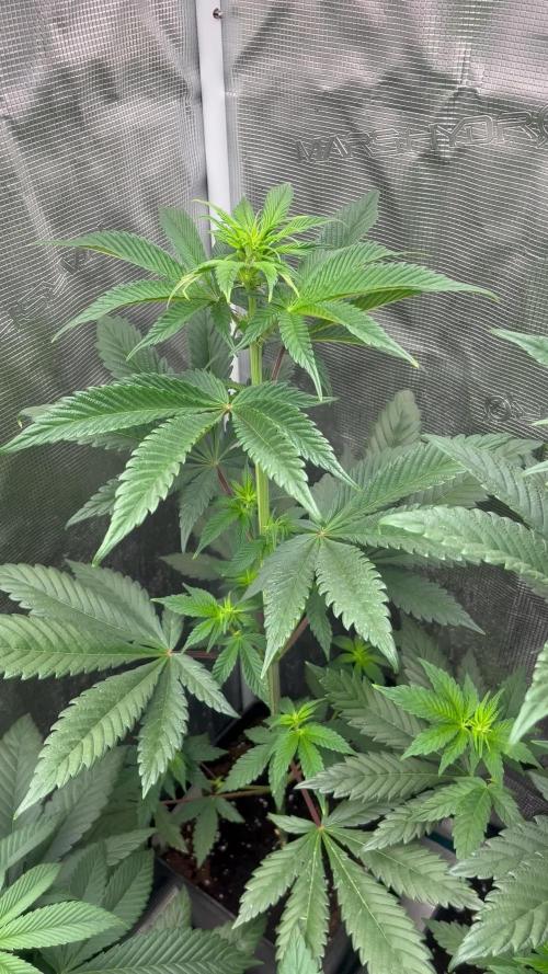 Fruit Cake. Seedstockers