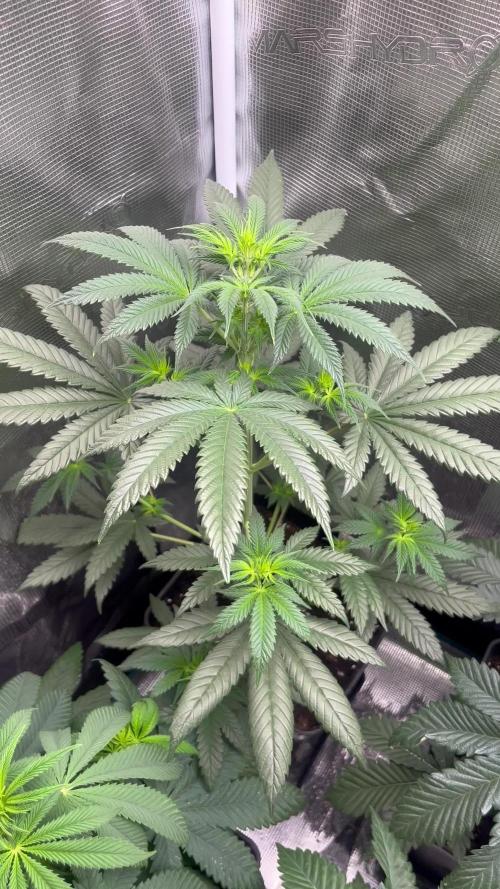 Thunder Banana. Seedstockers