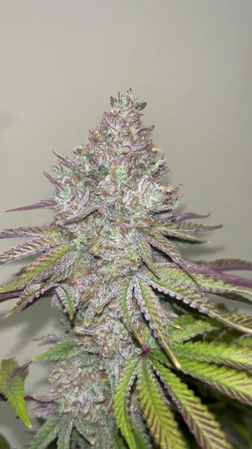 Papaya Sherbet. Fastbuds