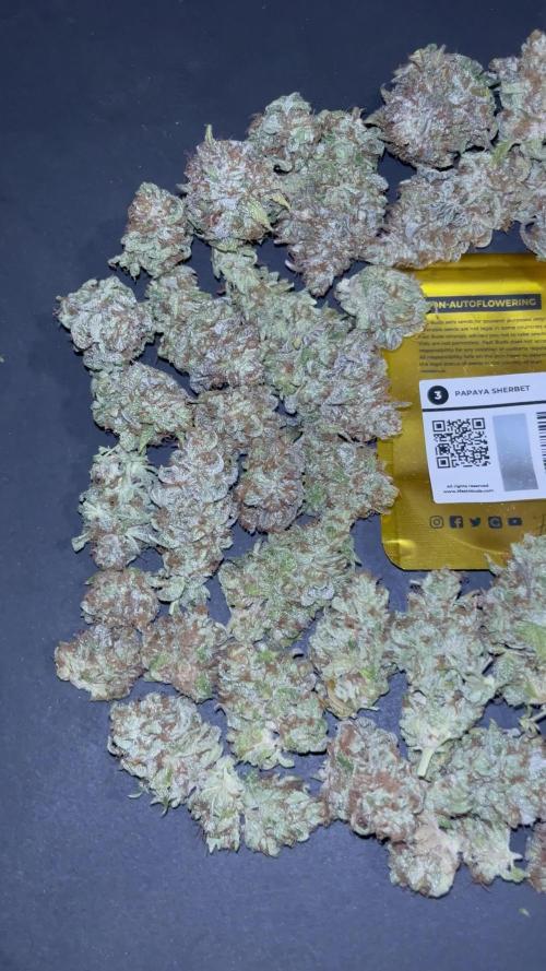 Papaya Sherbet. Fastbuds