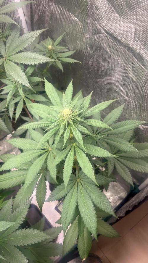 Forbidden Mochi fast. Seedstockers