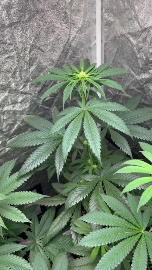 Sagrada Amnesia. Seedstockers