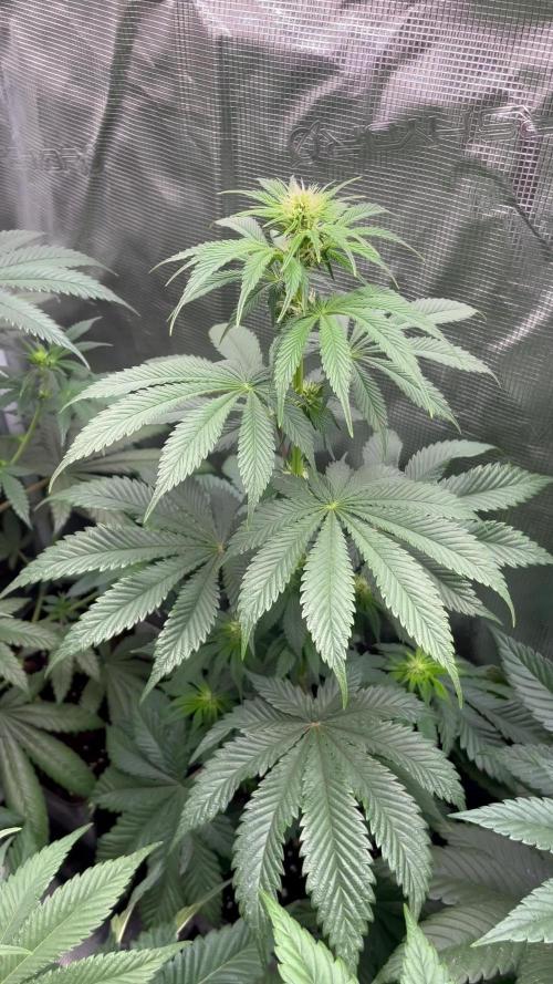 Black Rainbow. Seedstockers