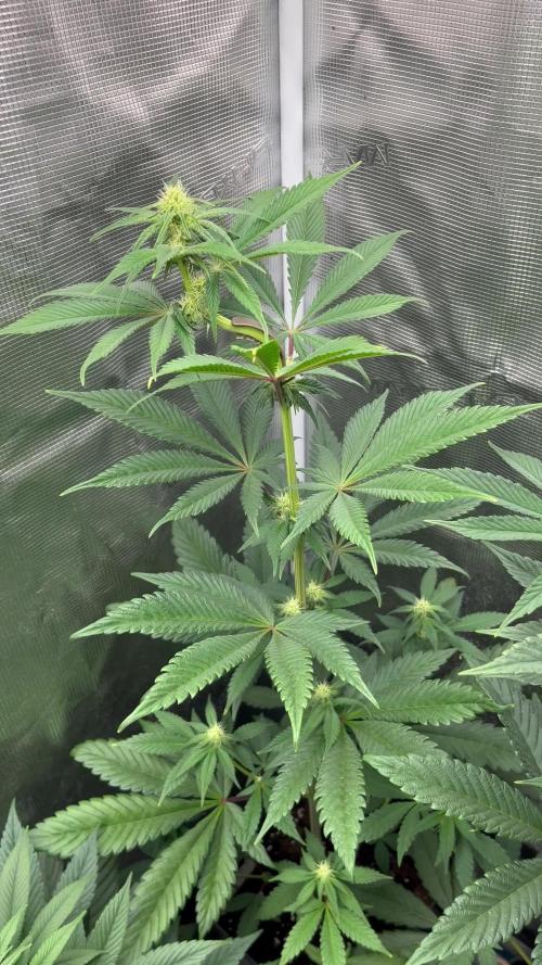 Fruit Cake. Seedstockers