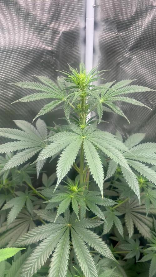 Thunder Banana. Seedstockers