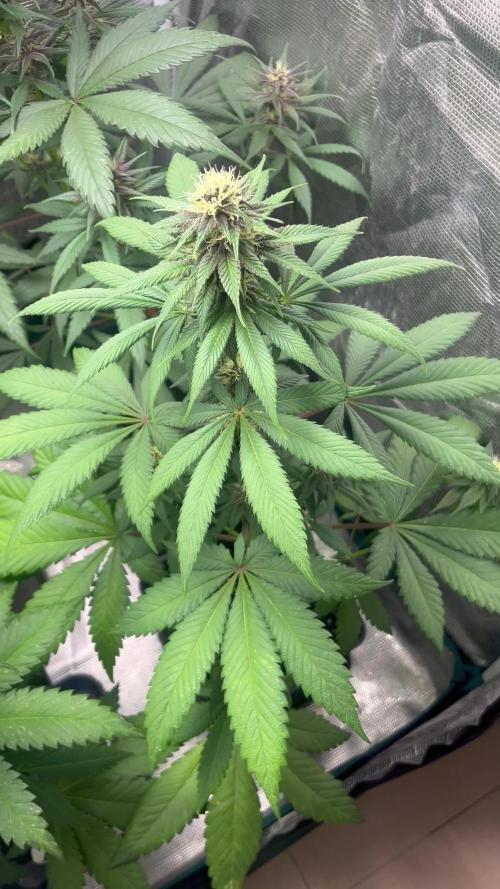 Forbidden Mochi fast. Seedstockers