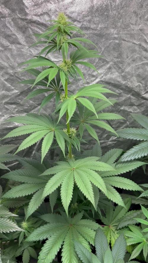 Frosty Tooth. Seedstockers