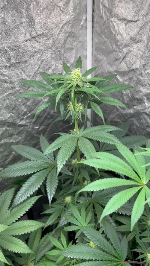 Sagrada Amnesia. Seedstockers