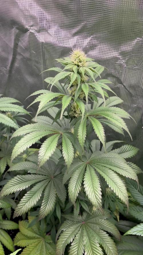 Black Rainbow. Seedstockers