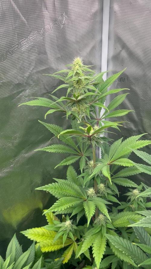 Fruit Cake. Seedstockers