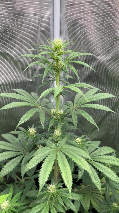 Thunder Banana. Seedstockers