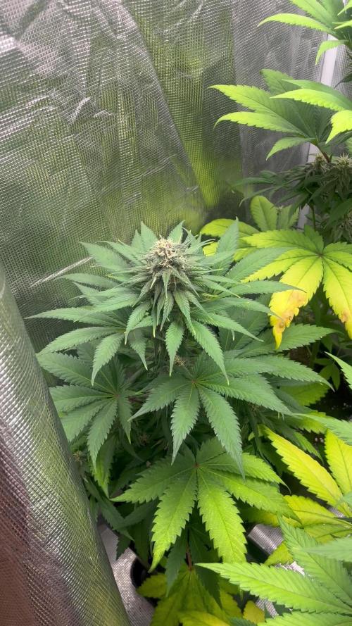 Forbidden Mochi fast. Seedstockers