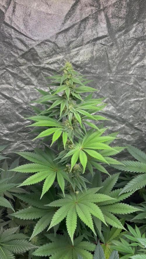 Frosty Tooth. Seedstockers