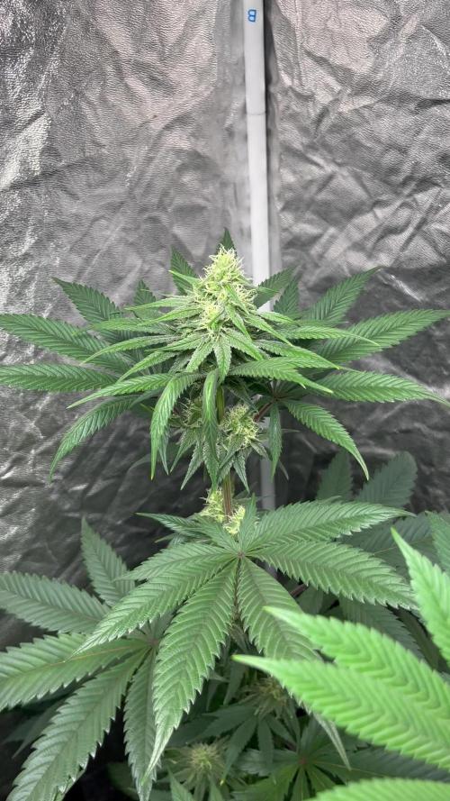 Sagrada Amnesia. Seedstockers