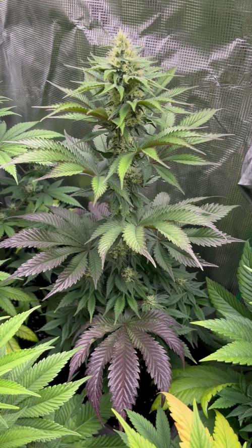 Black Rainbow. Seedstockers