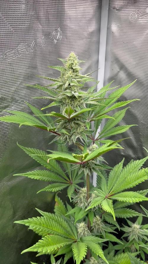 Fruit Cake. Seedstockers