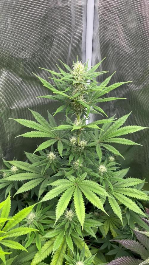 Thunder Banana. Seedstockers