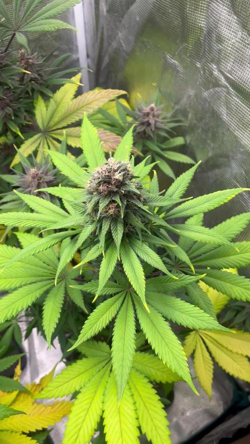 Forbidden Mochi fast. Seedstockers