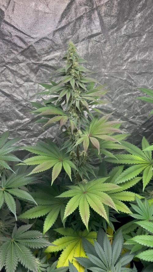 Frosty Tooth. Seedstockers