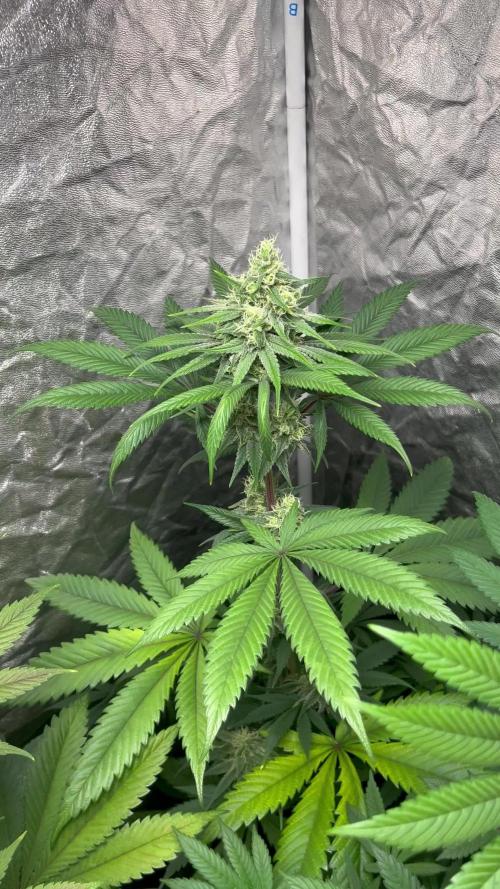 Sagrada Amnesia. Seedstockers