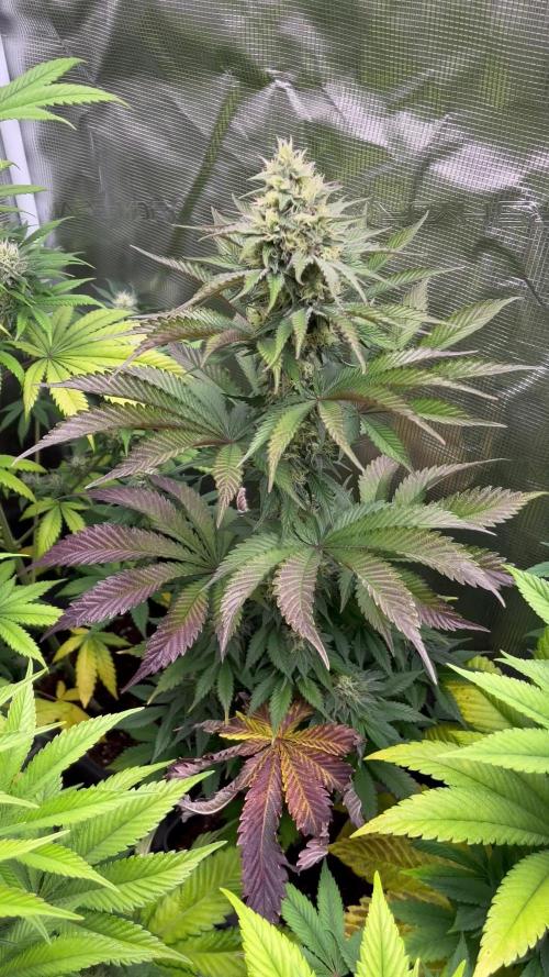 Black Rainbow. Seedstockers