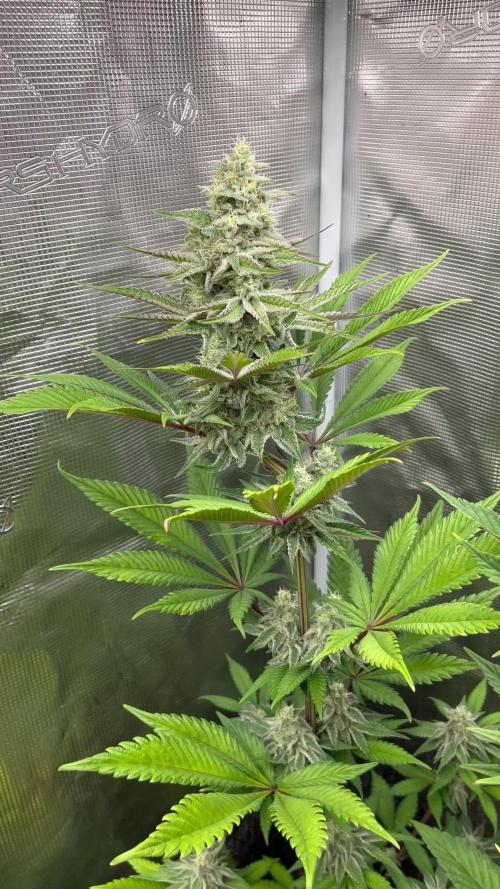 Fruit Cake. Seedstockers