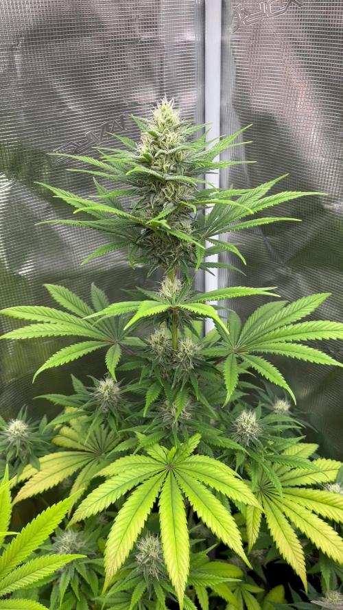 Thunder Banana. Seedstockers