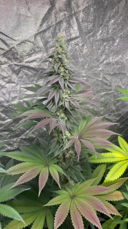 Frosty Tooth. Seedstockers