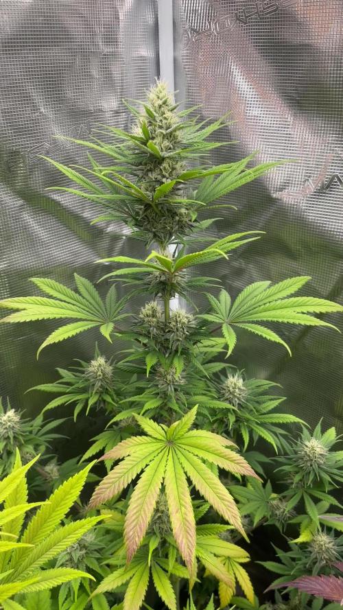 Thunder Banana. Seedstockers