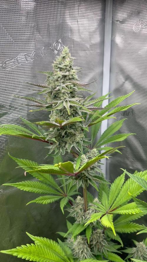 Fruit Cake. Seedstockers