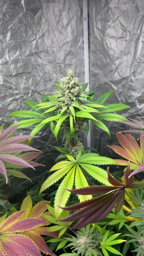 Sagrada Amnesia. Seedstockers