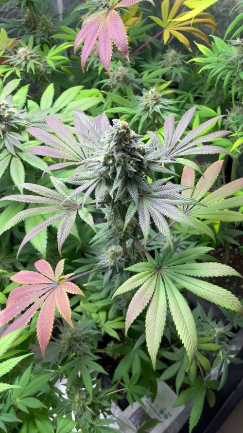 Frosty Tooth. Seedstockers