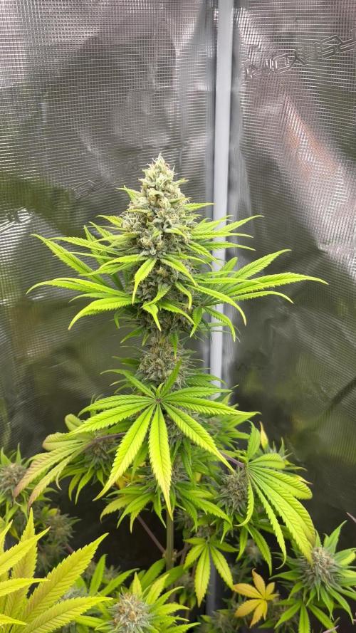 Thunder Banana. Seedstockers