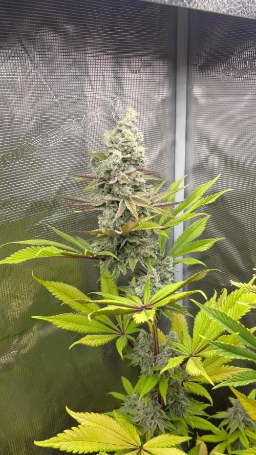 Fruit Cake. Seedstockers